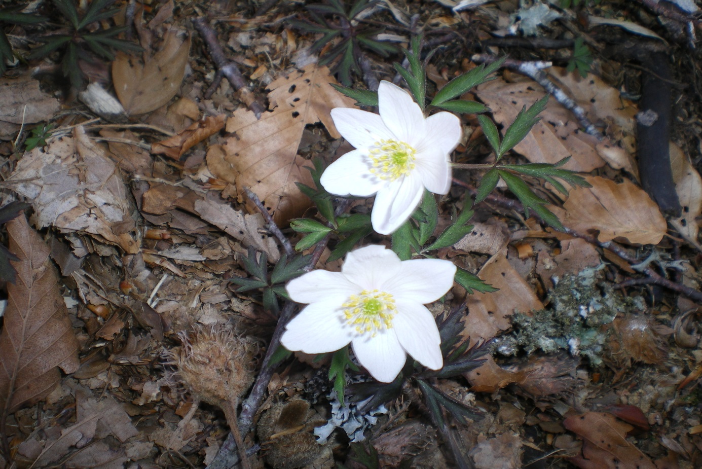 Fleurs