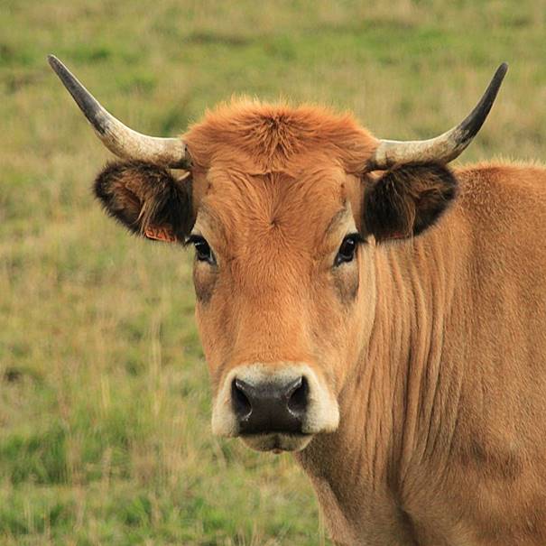 Une Aubrac